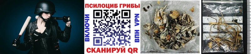 Галлюциногенные грибы Psilocybine cubensis где продают наркотики Тайга